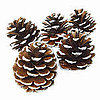 How to Dry Pinecones For Christmas Decorations