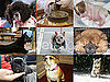 Which Celebrities Got New Pets in 2010?