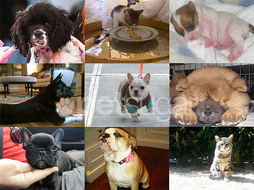 Which Celebrities Got New Pets in 2010?