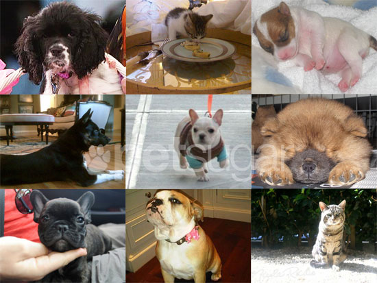 Which Celebrities Got New Pets in 2010?