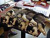 Pictures of Puppies Sleeping on the Table