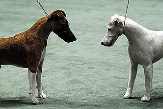 Smooth Fox Terrier Breed Facts