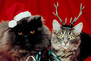 Pictures of Cats in Costume For Christmas