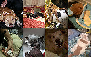 Paul the Octopus Died, Cesar Millan's Dog Died, Kathy Griffin's Dog Died, Prince Chunk Died, Rose McGowan's Dog Died