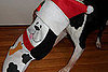 Pictures of Dogs Opening Presents
