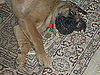 Antler Dog Chews