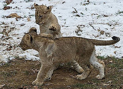 National Zoo Lion Cubs