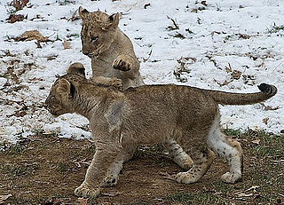National Zoo Lion Cubs