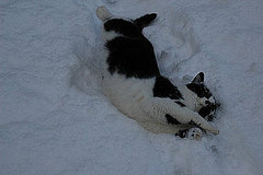 Do Cats Like the Snow? Do Cats Like the Snow?