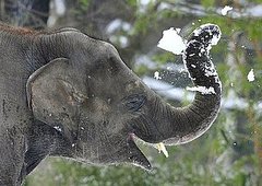 Pictures of Elephants in the Snow
