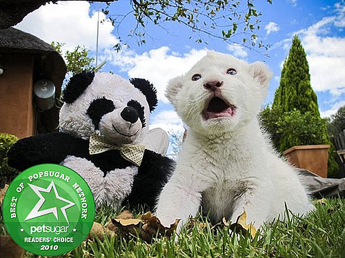 Zoo Animals Born in 2010