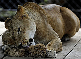 Why Do Cats Lick Their Young?
