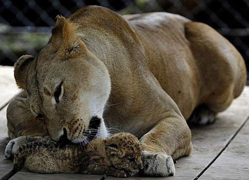 Why Do Cats Lick Their Young?