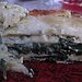 Pesto Spinach Lasagna