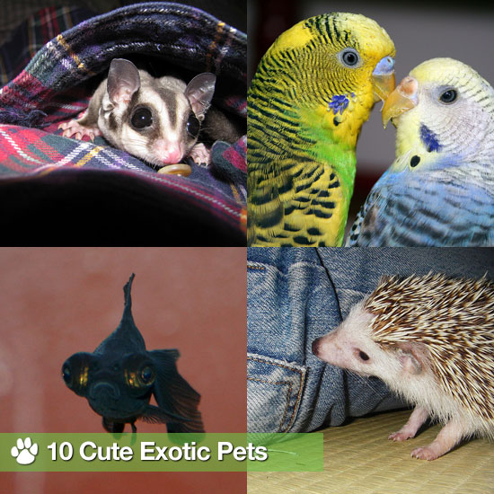 Pictures of Exotic Pets POPSUGAR Pets