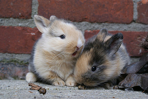 Sweet baby bunnies just melt my heart.
Source: Flickr user Jannes Pockele
Sweet baby bunnies just melt my heart.
Source: Flickr user Jannes Pockele