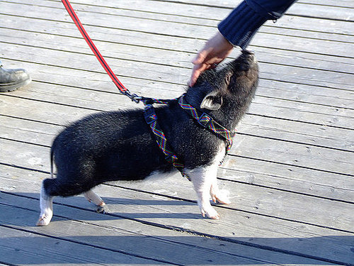 And this little piggy went for a walk.
Source: Flickr user Jerzy Kociatkiewicz
And this little piggy went for a walk.
Source: Flickr user Jerzy Kociatkiewicz