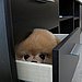 Peek-a-Boo