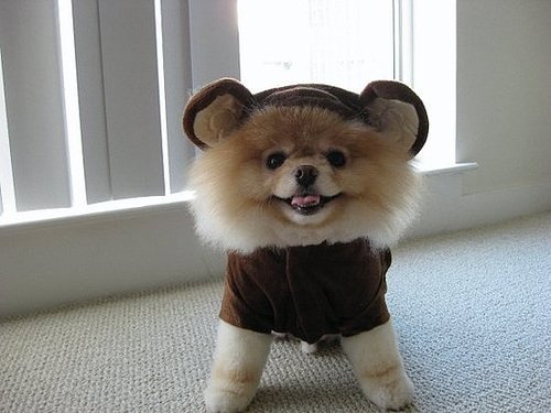 Bear, Toy, or Dog? Bear, Toy, or Dog?