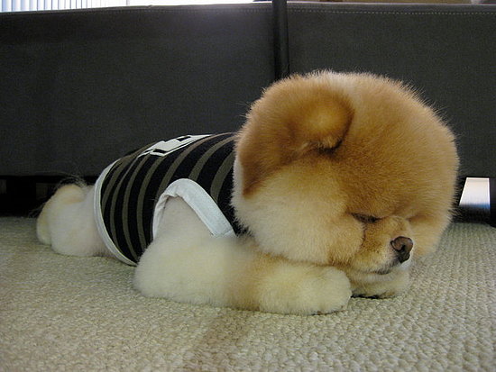 Ruff Life Ruff Life