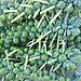 The Winter Food: Brussels Sprouts