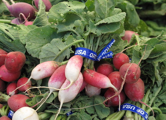 The Winter Food: Radishes