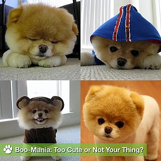 Sugar Shout Out: Get Acquainted With Boo the Cute Pomeranian