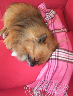 Sleep Is Gooood Sleep Is Gooood