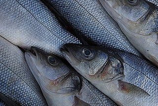 Sustainable Seafood Guidelines Often Allow For Middle Ground