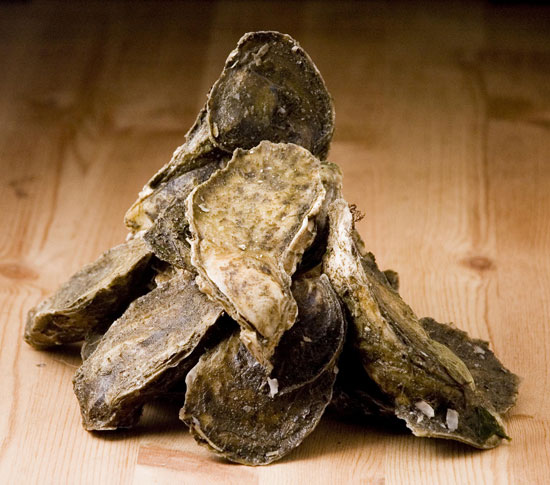 Oysters Oysters
