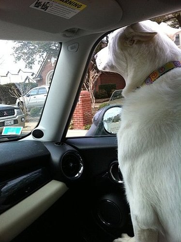 Opinions: Pro/Anti Car Window Down with Your Pup in the Car?
