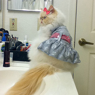 Cats Like Women Better Than Men