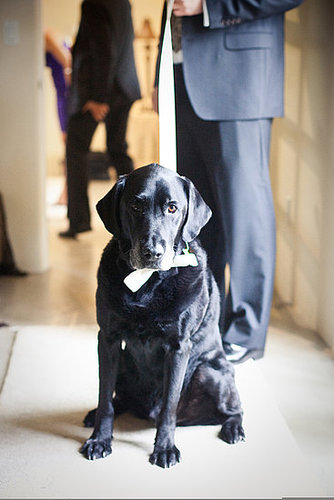 For this Napa Valley wedding, the pair's pup Wizard took part in the celebration.
Photo by onelove photography
For this Napa Valley wedding, the pair's pup Wizard took part in the celebration.
Photo by onelove photography