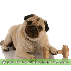 Dog Activities For Spring