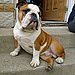 English Bulldog