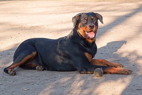 Rottweiler Rottweiler