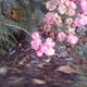 faziondiva's picture