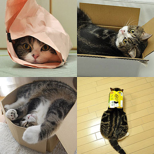 Maru Maru