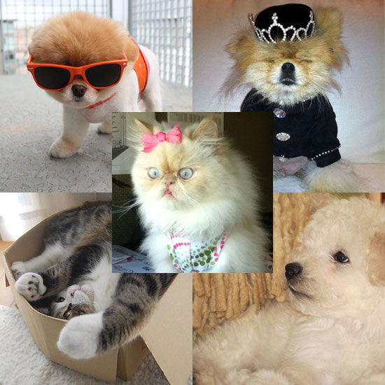 Who's Your Favorite Pet Celeb? Who's Your Favorite Pet Celeb?