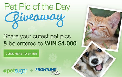 Show Off Your Cute Pet Pics and Win $1,000 From FRONTLINE Plus!