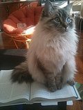 Sawyer