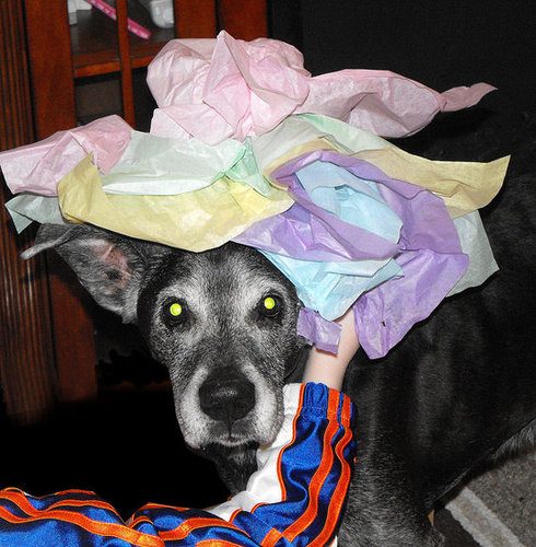 My doggie