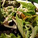 Salad Dressing