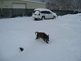 Dozer