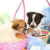 Easter Safety For Pets