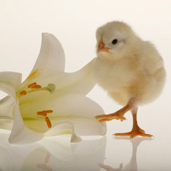 Easter Lilies Poisonous to Cats