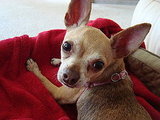 Bella Bee <3