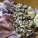 Roasted Garlic Artichoke Spread