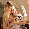 Cheapest Airline to Fly With Pet
