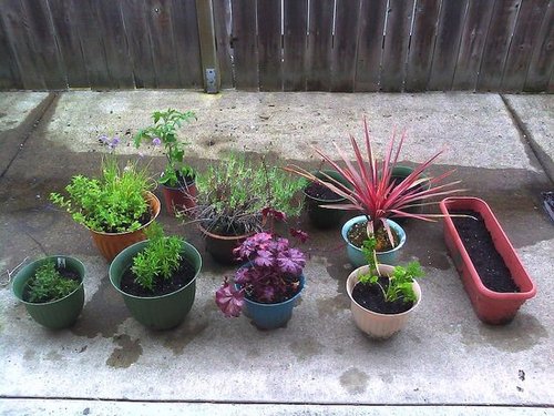 My patio container garden, year two